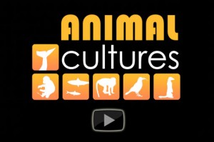 animal-cultures-video-poster