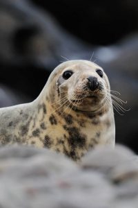 Female grey seal with pelage markings (Laurie Campbell)